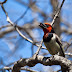 The Black-collared Barbet
