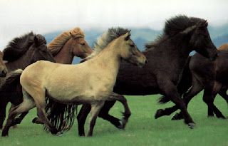 COSA SIGNIFICA SOGNARE DI ANDARE A CAVALLO