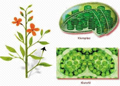 Klorofil itu Apa Sih (Biologi)