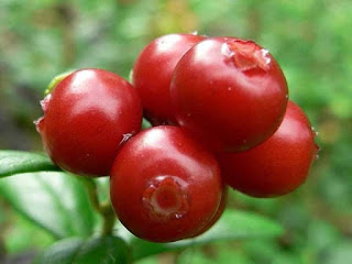 Lingonberry Fruit pictures