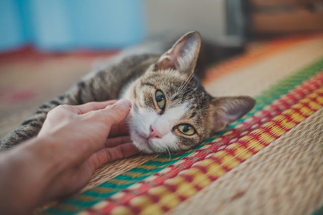Cat Interaction Acronym: Three Tips From An Expert