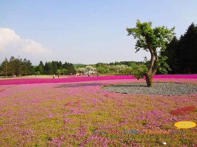 富士芝櫻祭