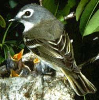 Blue-headed vireo, Feb. 2006