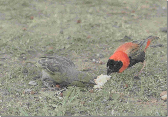 small tug o war