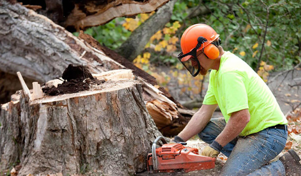 Tree-Stump-Removal-in-sydney