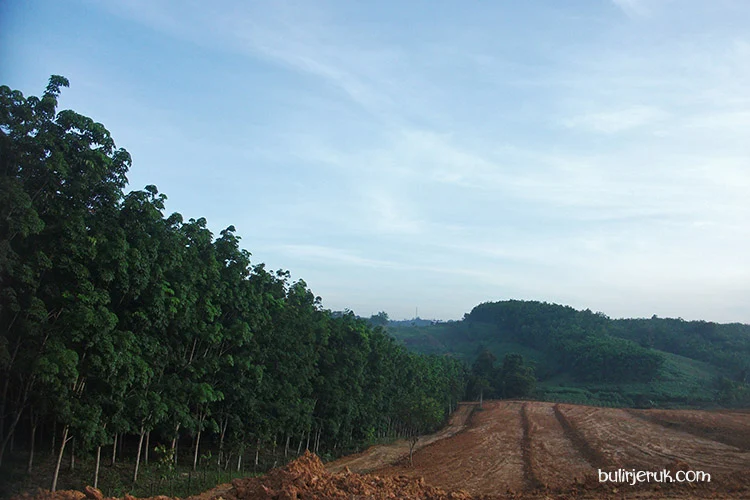 penggundulan hutan