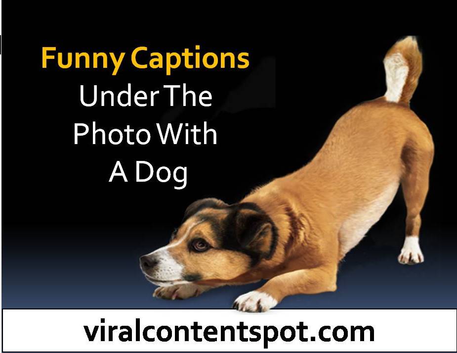 Funny captions under the photo with a dog