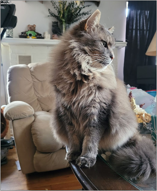 maine coon cat