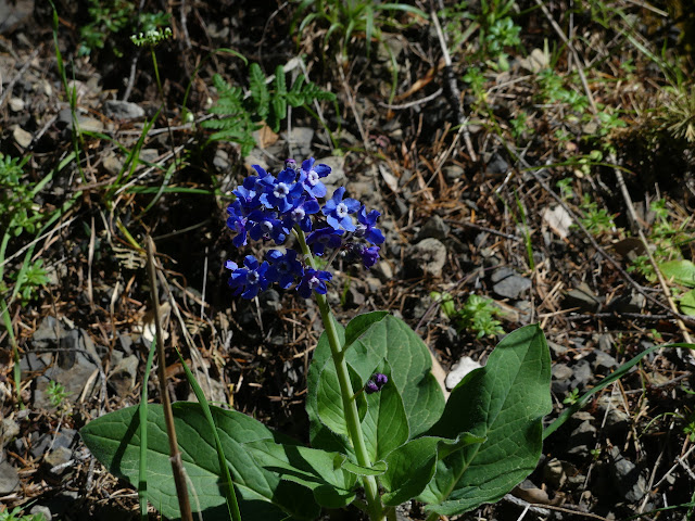 bold structures of blue flower