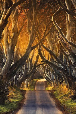 pohon pagar kegelapan di irlandia utara