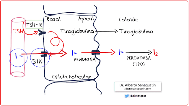 síntesis de hormonas tiroideas