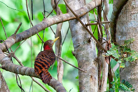 Bay Woodpecker