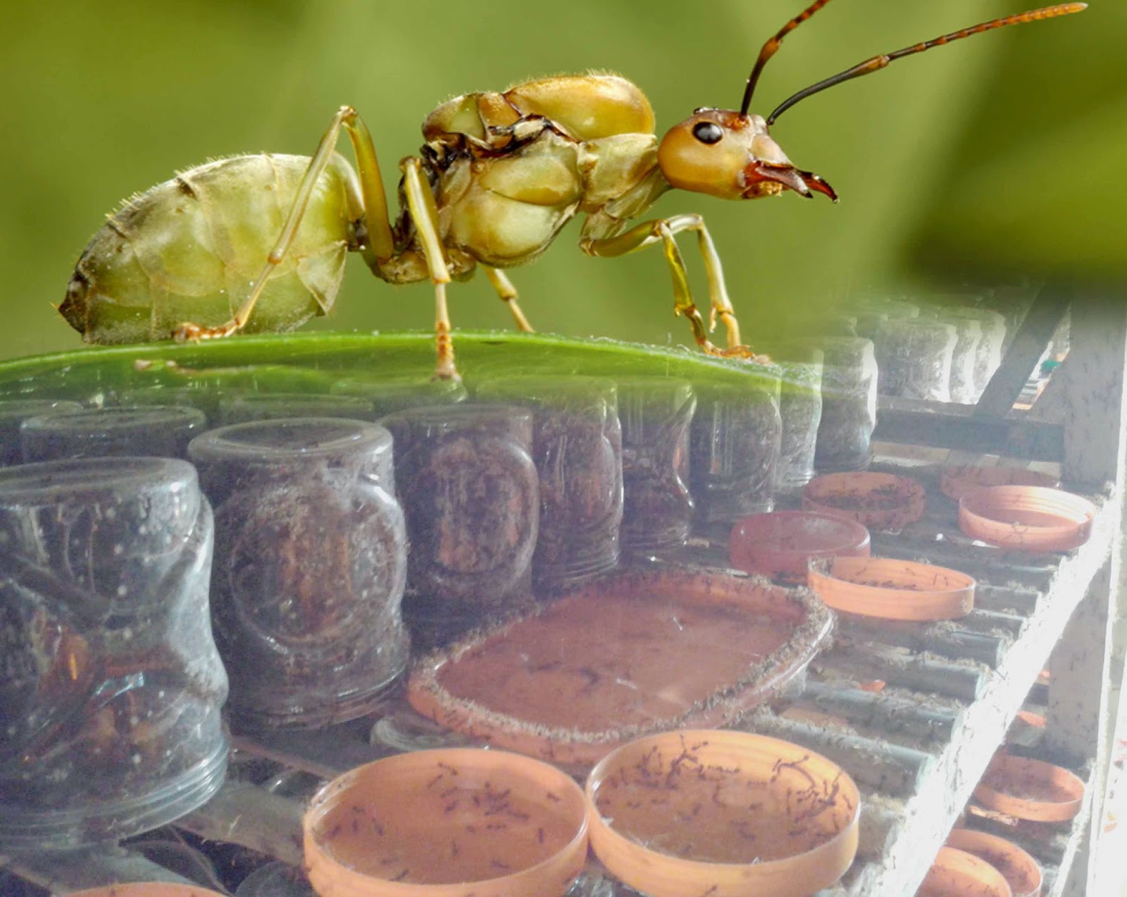 Ternak Kroto Tanpa Ratu Apa Bisa Tentang Kolam Kandang Ternak