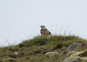 Rock Thrush - Pwll-du, South Wales