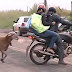 VIDEO/PHOTOS: Goat Goes Mad, Starts Attacking People On The Street