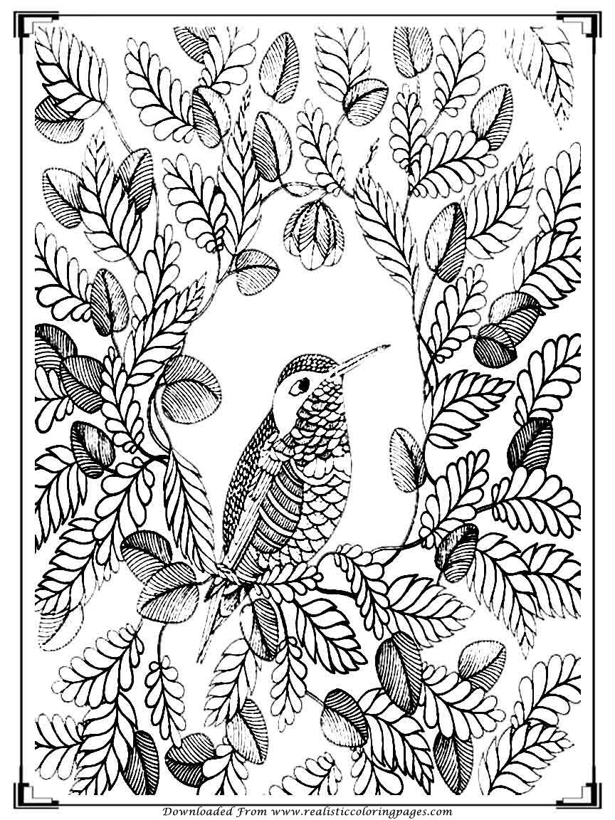 Download Printable Birds Coloring Pages For Adults | Realistic ...