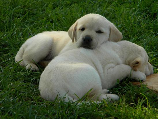Juli and Blitz's puppies from 2011