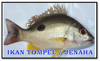 tips mancing ikan kakap tompel, tips mancing ikan jenaha, ikan jenaha, ikan jenaah, ikan tanda-tanda, ikan kakap tompel, golden snapper, john snapper