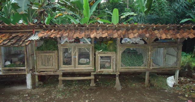 Contoh Kandang Kelinci dari Bahan Kayu dan Bambu - ASEVHA 