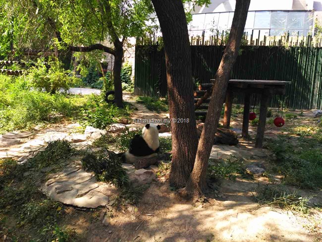 panda zoo di beijing