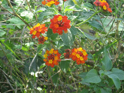 Wildflowers, Monterrey