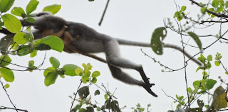 Dusky Langur (Trachypithecus obscurus)