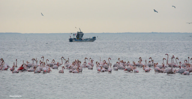 Flamencs