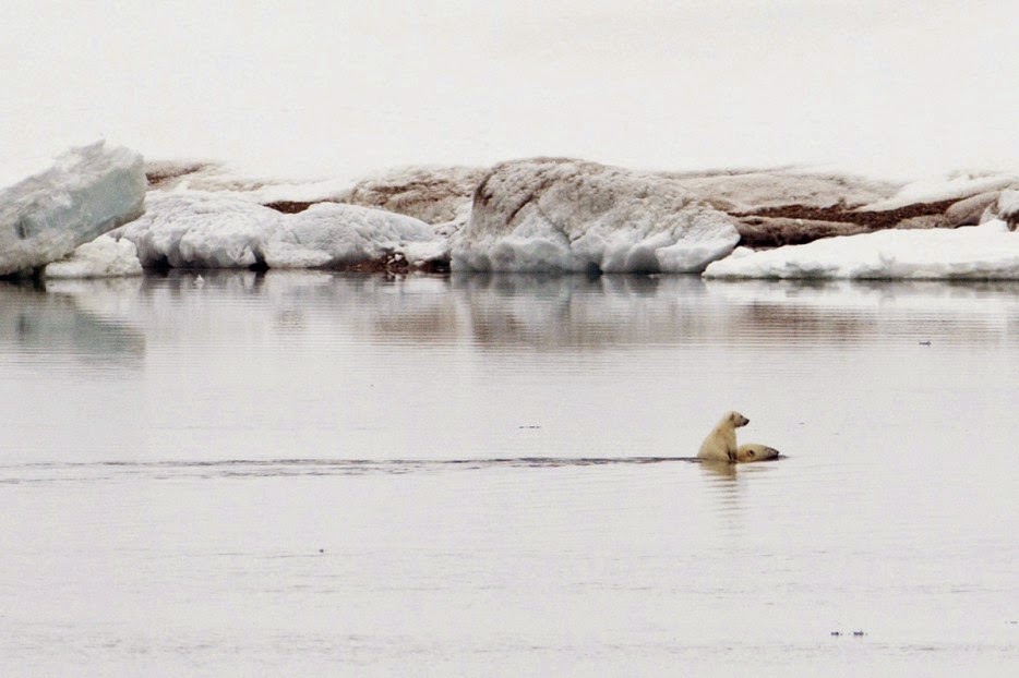 50 Powerful Photos Capture Extraordinary Moments In The Wild