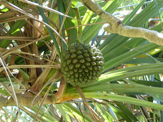 Pandanus sp. - Vacoa