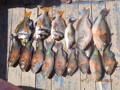 Catch of the day