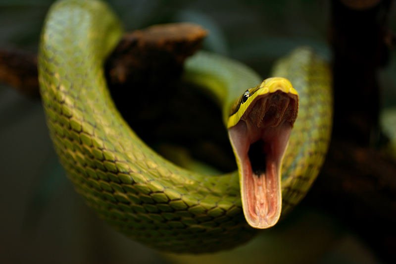 Mouth open green vine snake wallpapers