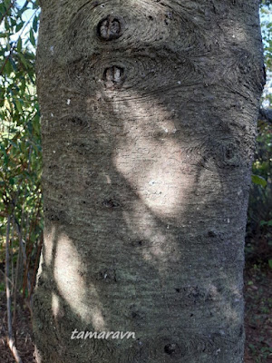 Пихта белокорая / Пихта почкочешуйная (Abies nephrolepis)