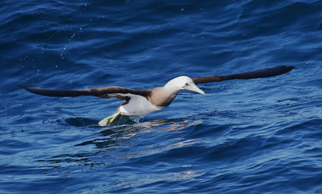 Brown Booby off San Diego