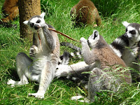 Playful Lemurs