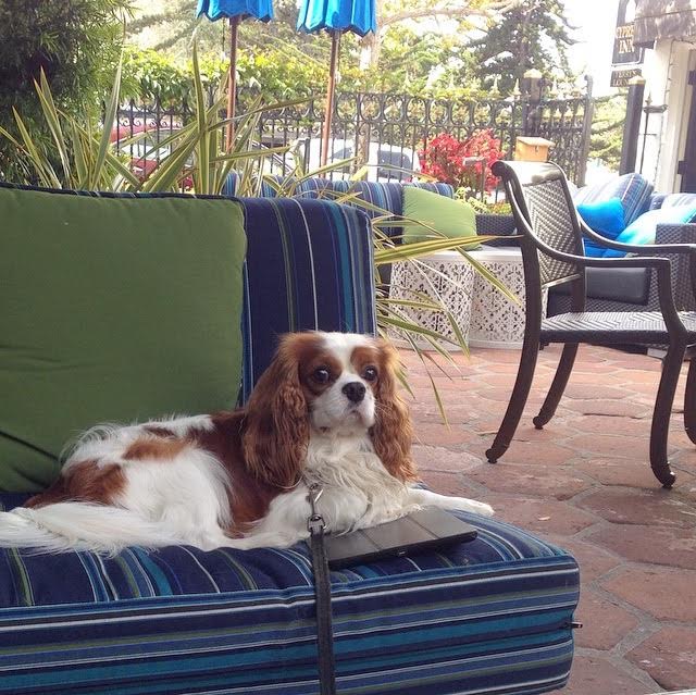 Blenheim Cavalier King Charles Spaniel on patio in Carmel, California