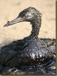 passaro_coberto_de_petroleo_na_russia