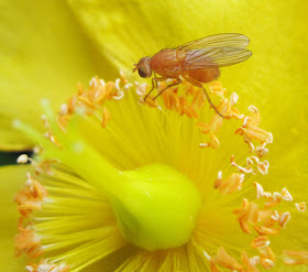Small orange fly, probably a Chyromyid species, on a cultivated Hypericum in Saville Row, Hayes.  20 June 2011.
