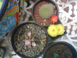 cactus, mammilaria, rebutia, microdasis, nopal, ragonesaei, jardin