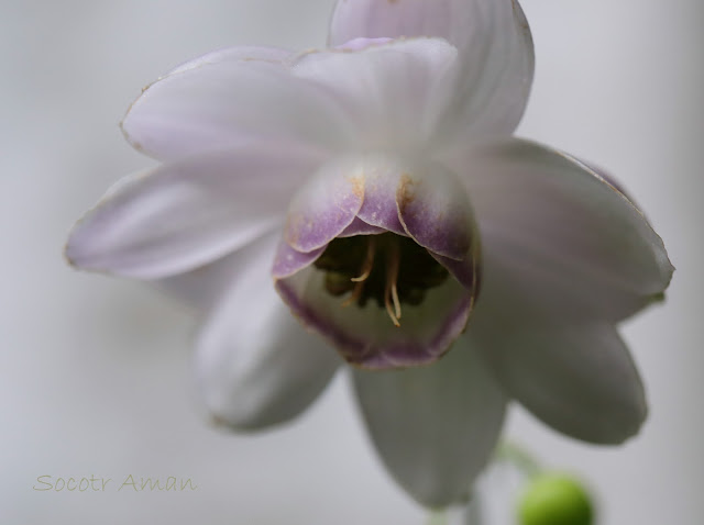 Anemonopsis macrophylla