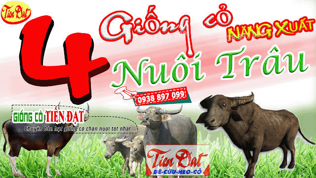 Top 4 loại giống cỏ nuôi trâu tốt nhất HIỆN NAY