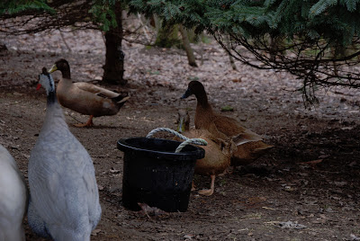 ducks and guinea fowl