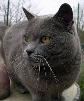 Pictures of British Shorthair