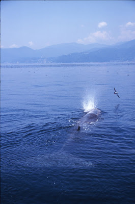 Izu Peninsula Whale