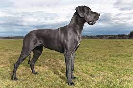 مواصفات الكلب الدانماركي الضخم كلب جريت دان