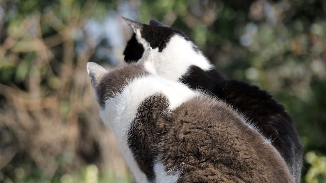 城ヶ島公園の猫の画像