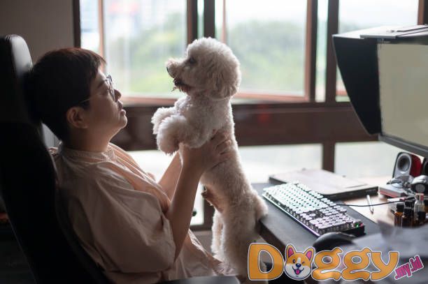 Melatih Anjing Anda – Strategi Siap Pakai