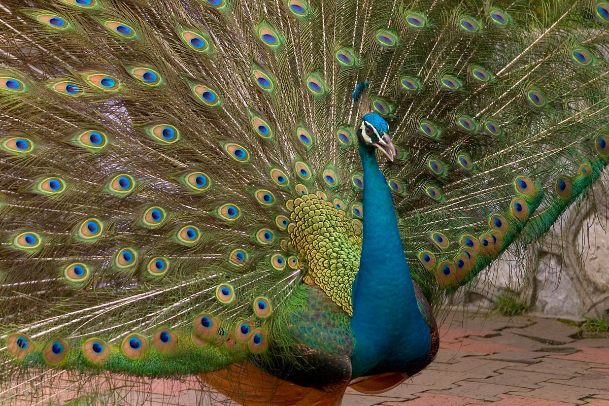 Peacock