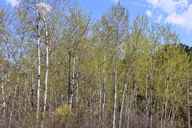 poplar (aspen) leaves in May