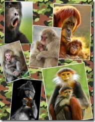 wild animals 2