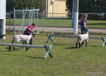 I don;t think the sheep wanted to jump!